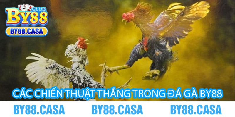Các chiến thuật thắng trong Đá Gà By88